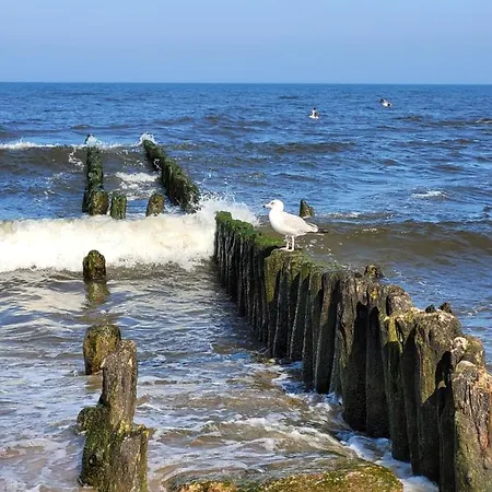 White 211 * מיילנו